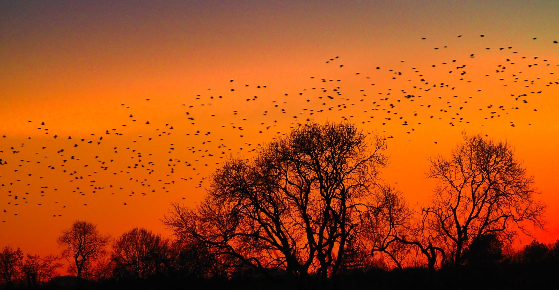 Starling Murmuration