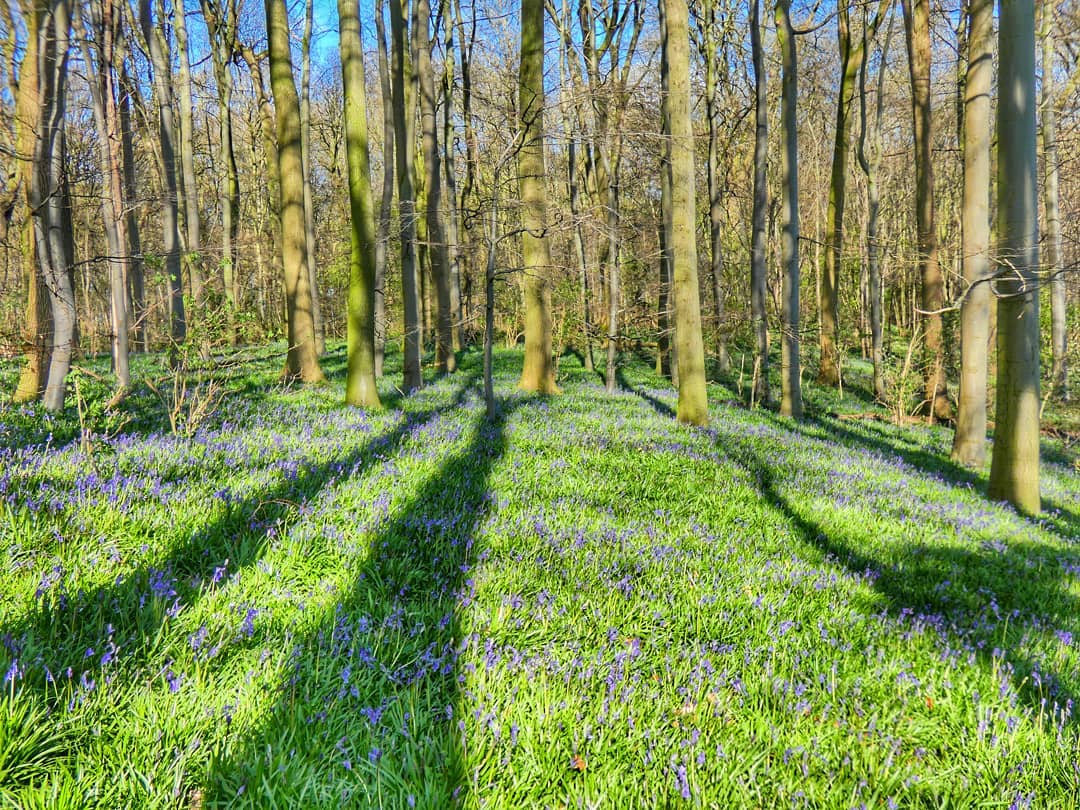Bluebell Shadows